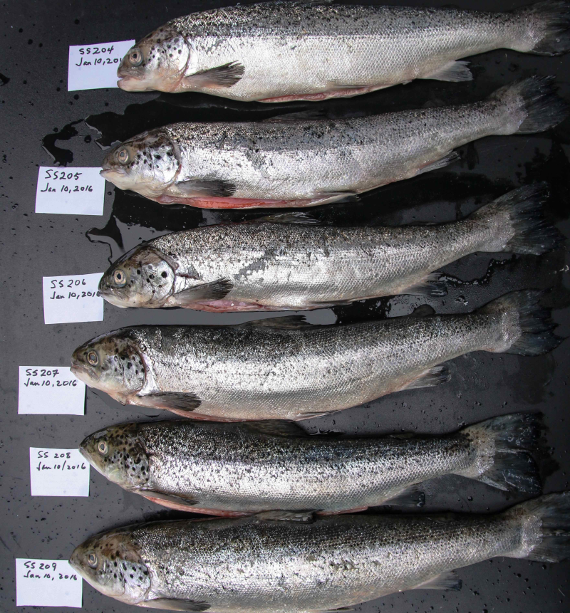 Fish Farms A Viral Hotspot For Infection Of B.C.’s Wild Salmon, New ...